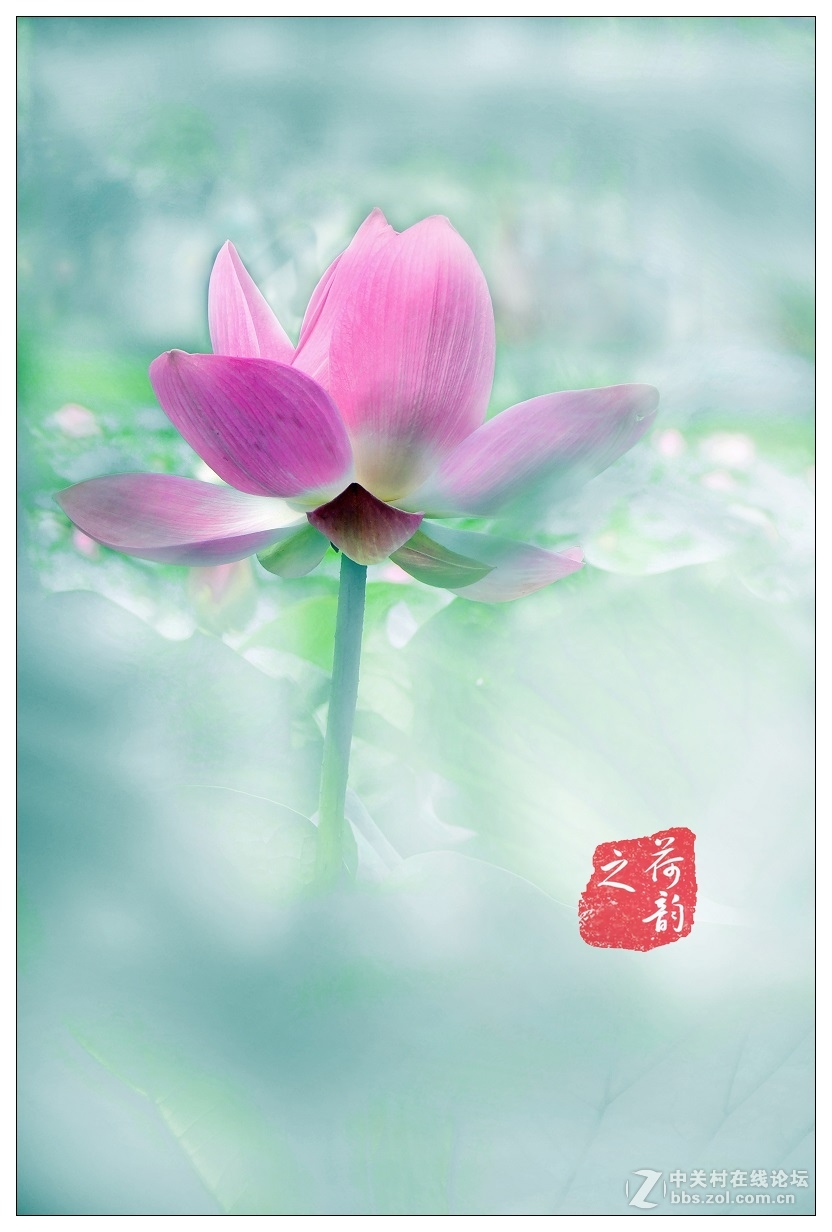 几片荷花