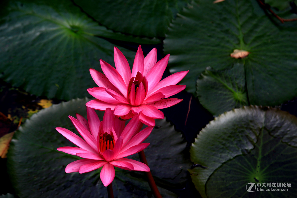 红色高脚睡莲二