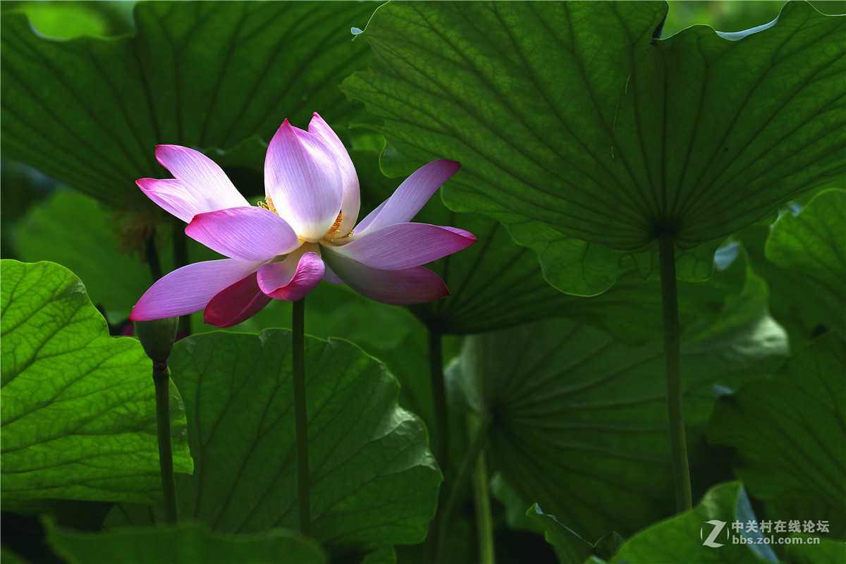 荷花，续。