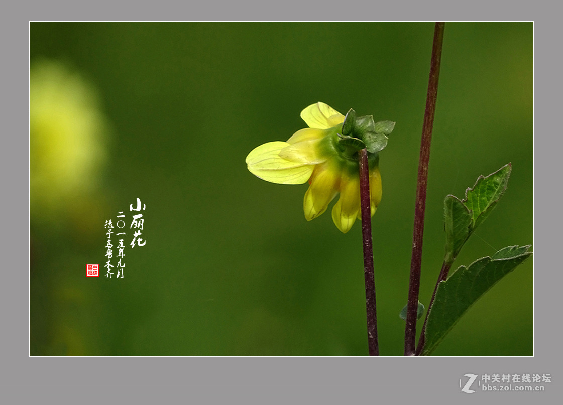 【  九月的“小丽花” 】