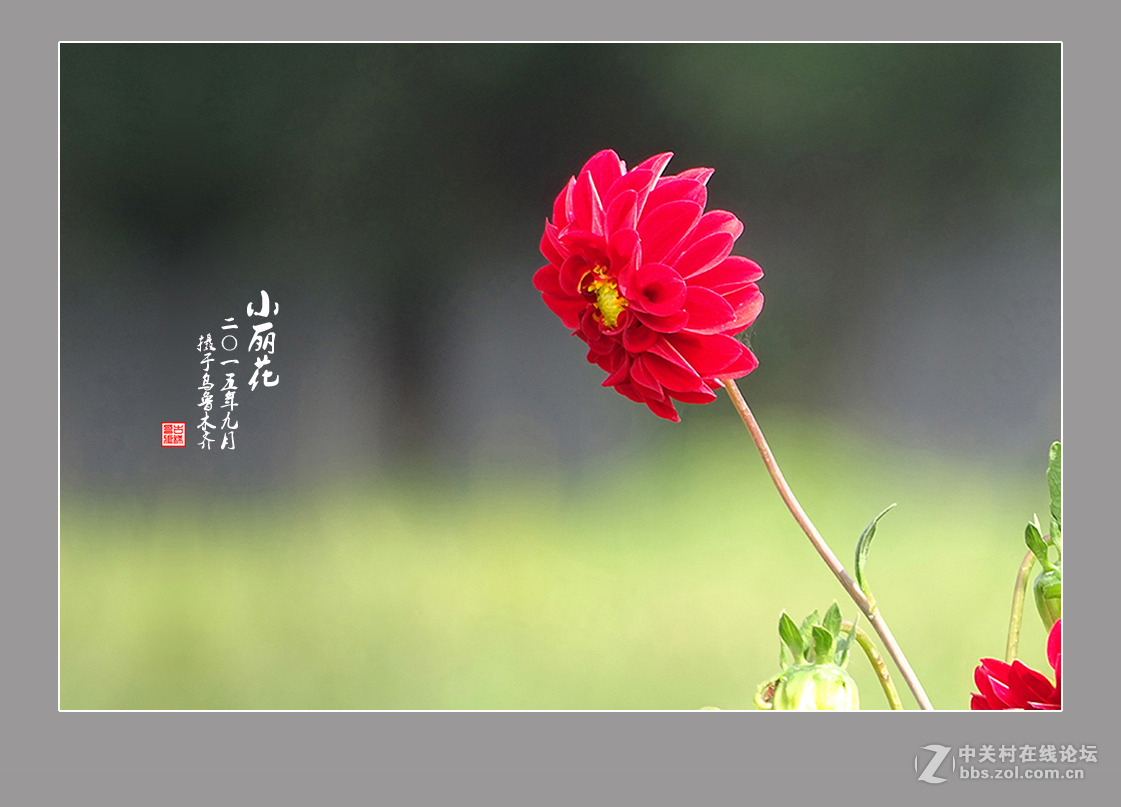 【  九月的“小丽花” 】
