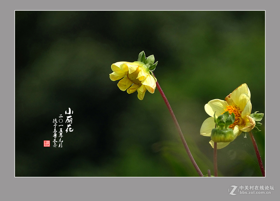 【  九月的“小丽花” 】