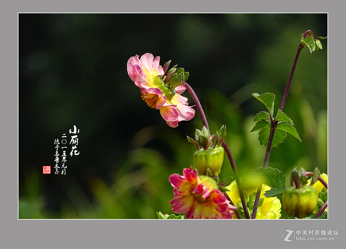 【  九月的“小丽花” 】