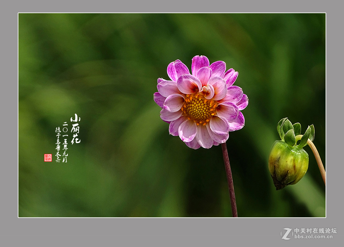 【  九月的“小丽花” 】