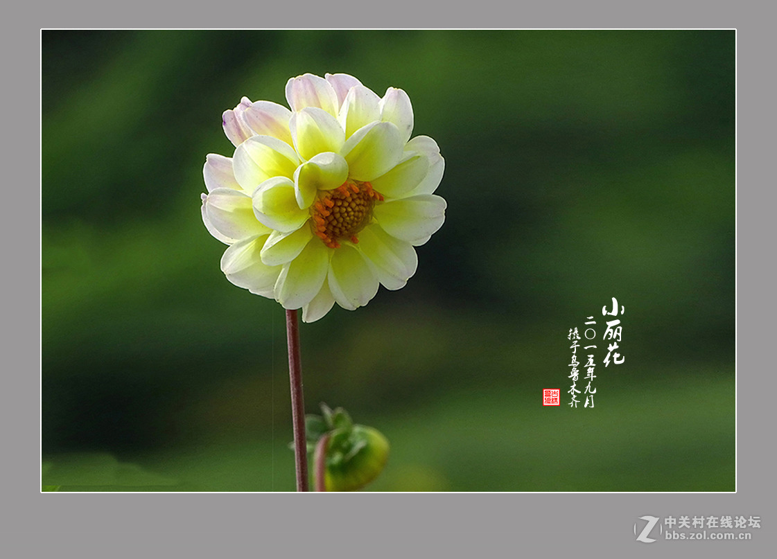 【  九月的“小丽花” 】