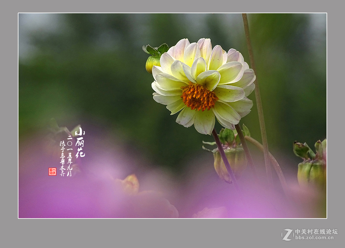 【  九月的“小丽花” 】