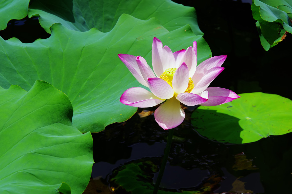 六月小荷才露尖尖角