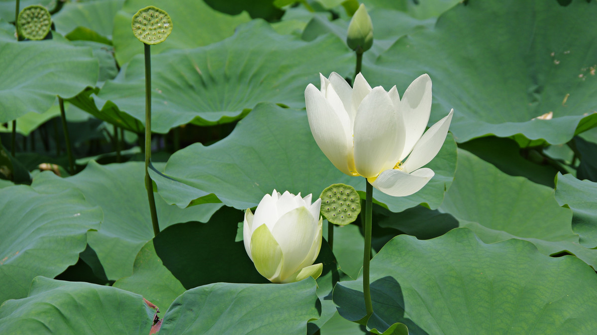 六月小荷才露尖尖角