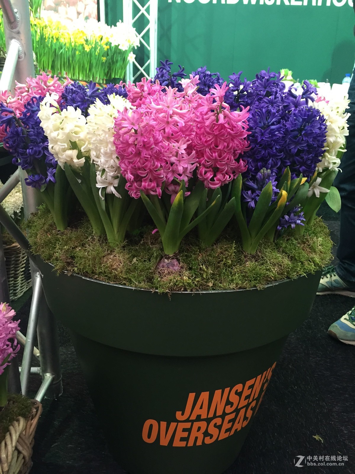 蓝珍珠、蓝星、卡耐基、加勒比梦想、中国红、代尔夫特蓝