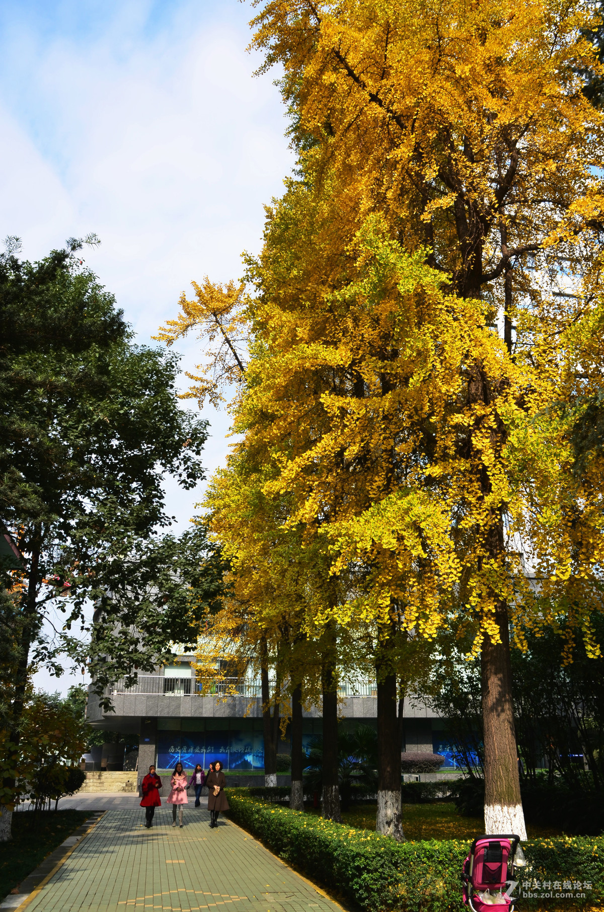 成都市树2016年的银杏