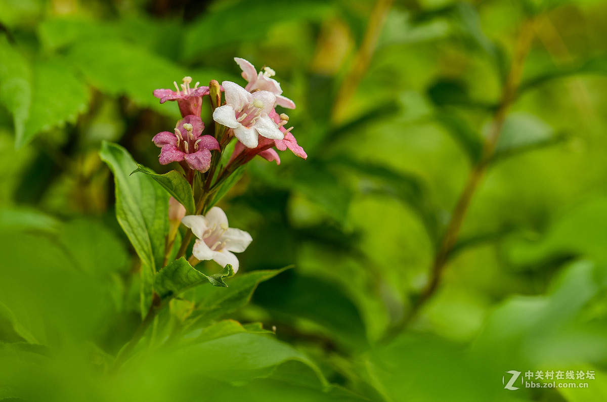 锦带花 2