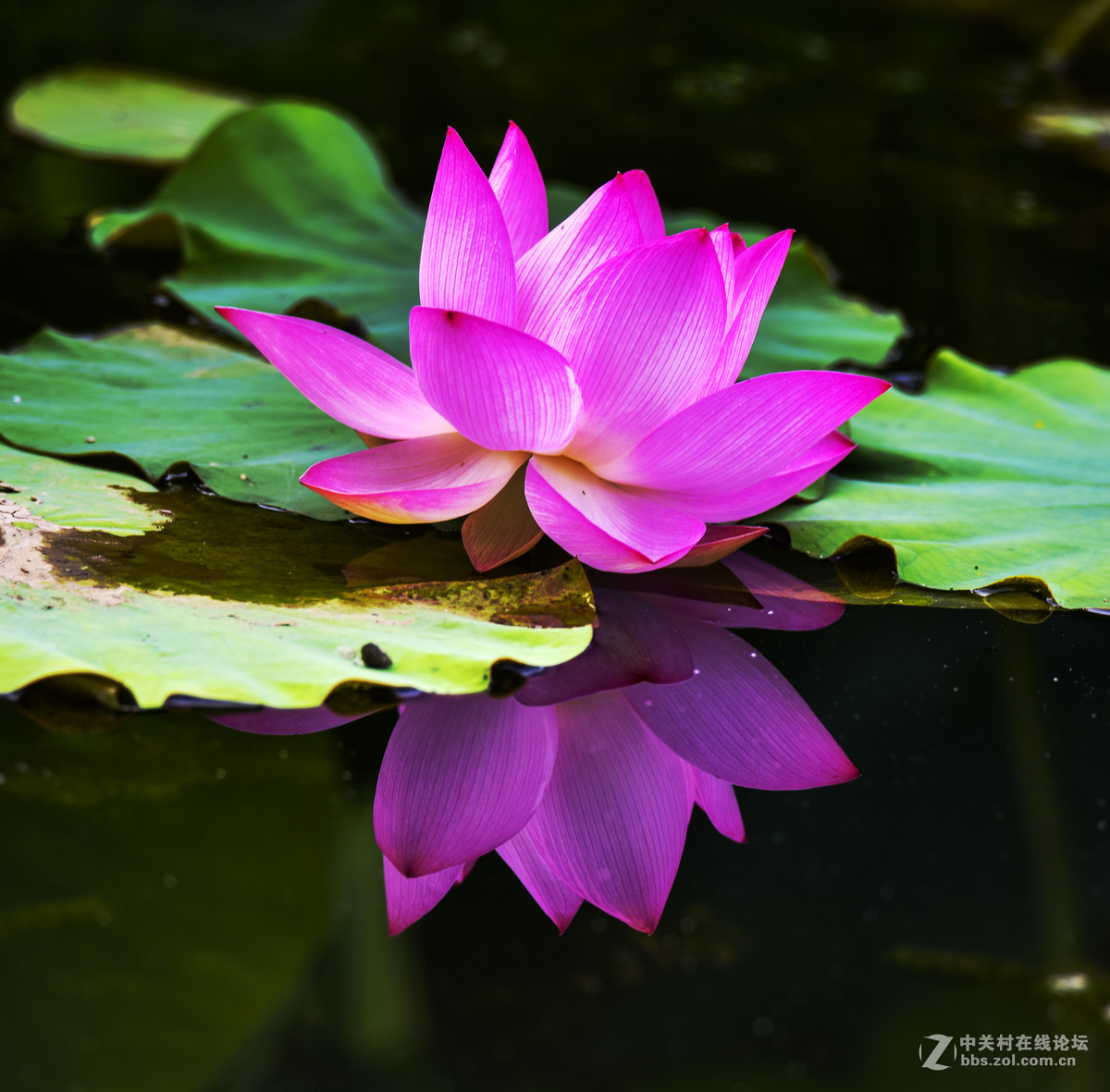 出水芙蓉-中关村在线摄影论坛