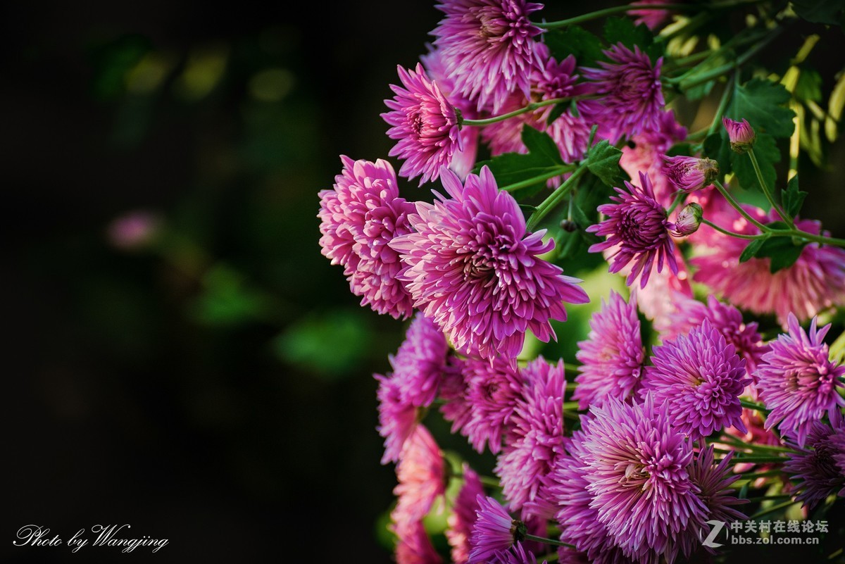 紫菊