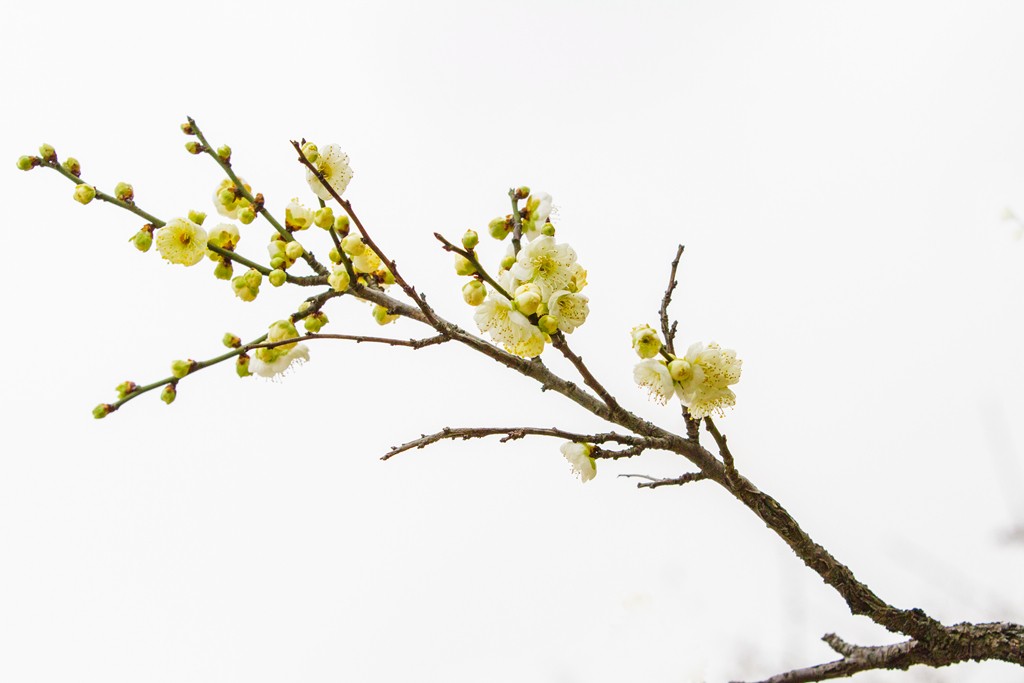 梅花3