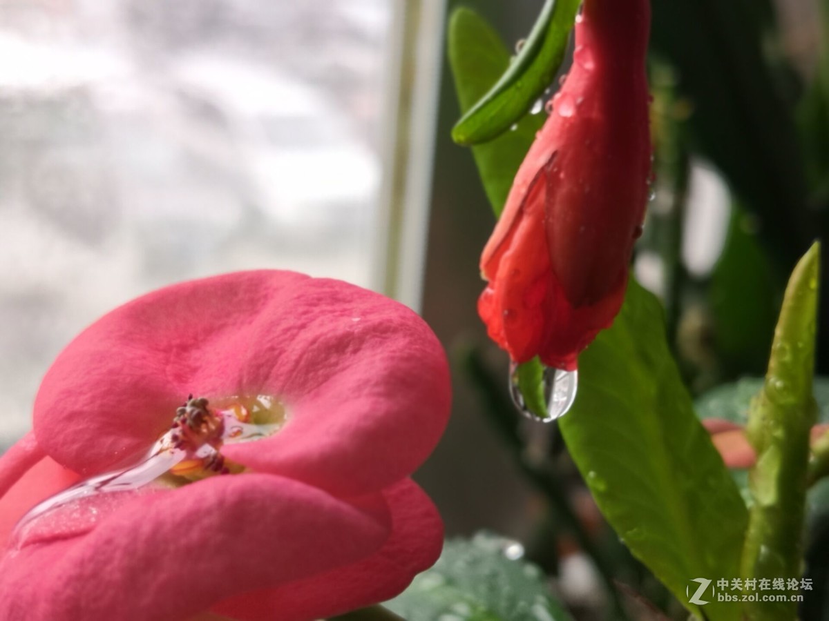 我家的盆花开花了