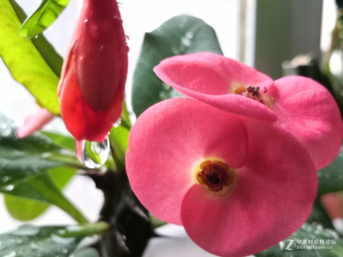 我家的盆花开花了