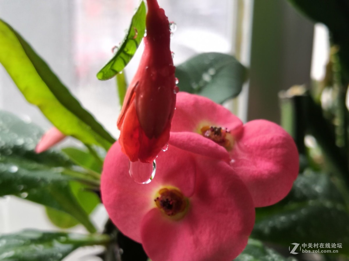 我家的盆花开花了