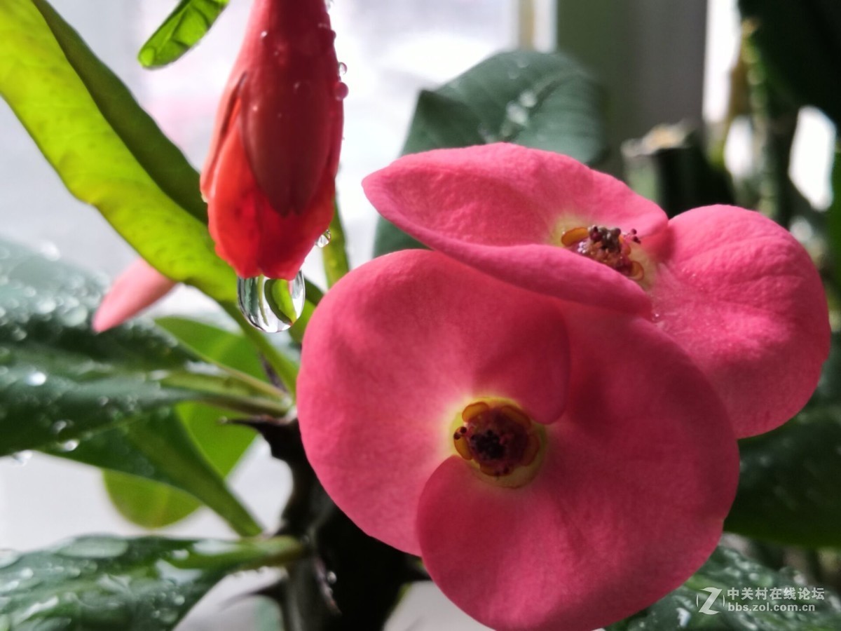 我家的盆花开花了