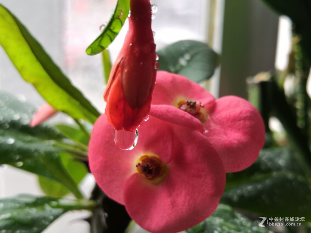 我家的盆花开花了