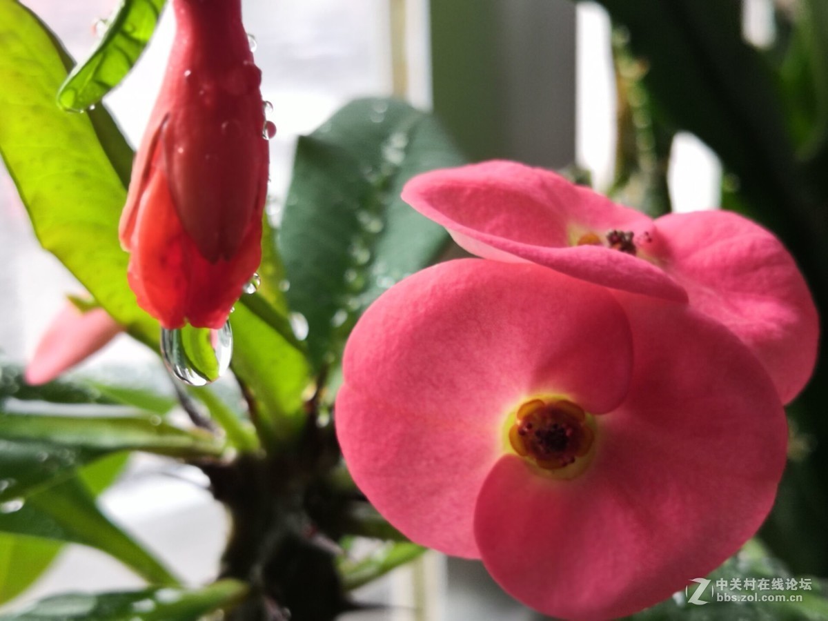 我家的盆花开花了