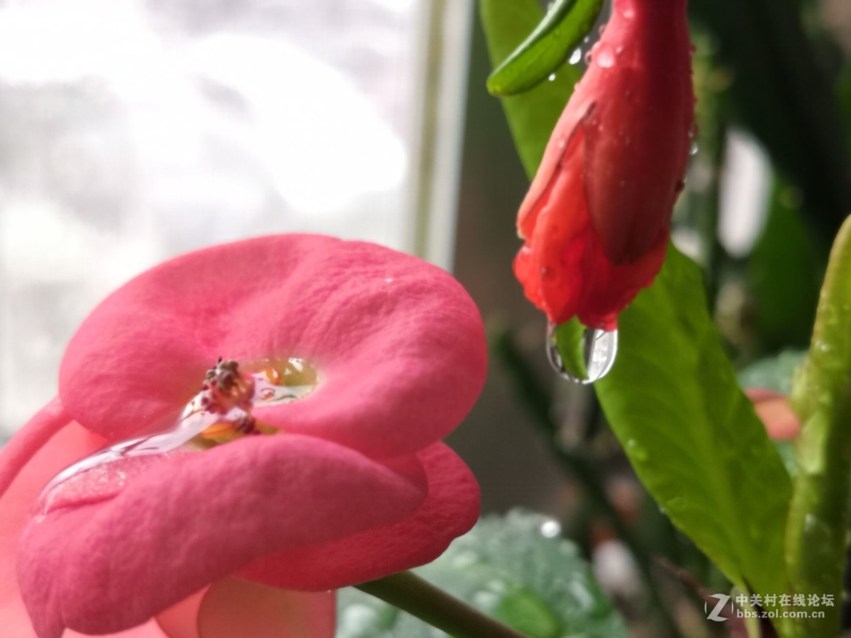 我家的盆花开花了