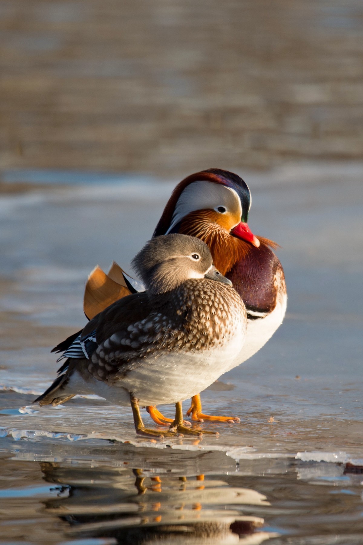 #回顾2019#     《冰河鸳鸯》冰河上，成双成对的鸳鸯恩爱有加。