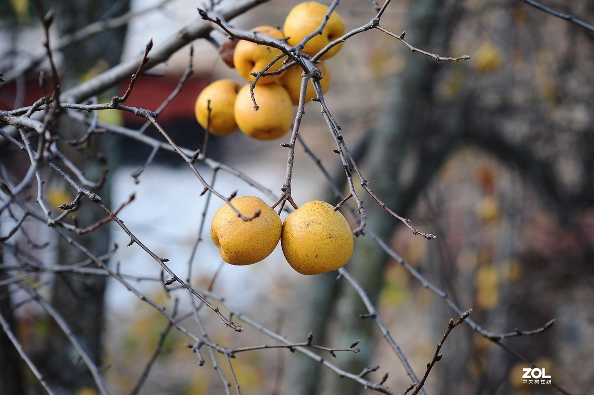中国国家地理最美乡村——甲居臧寨3