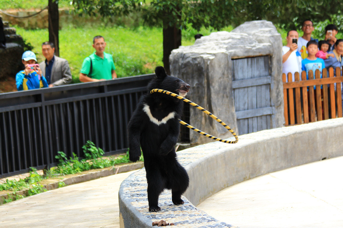 云南野生动物园随拍表演呼啦圈的小黑熊
