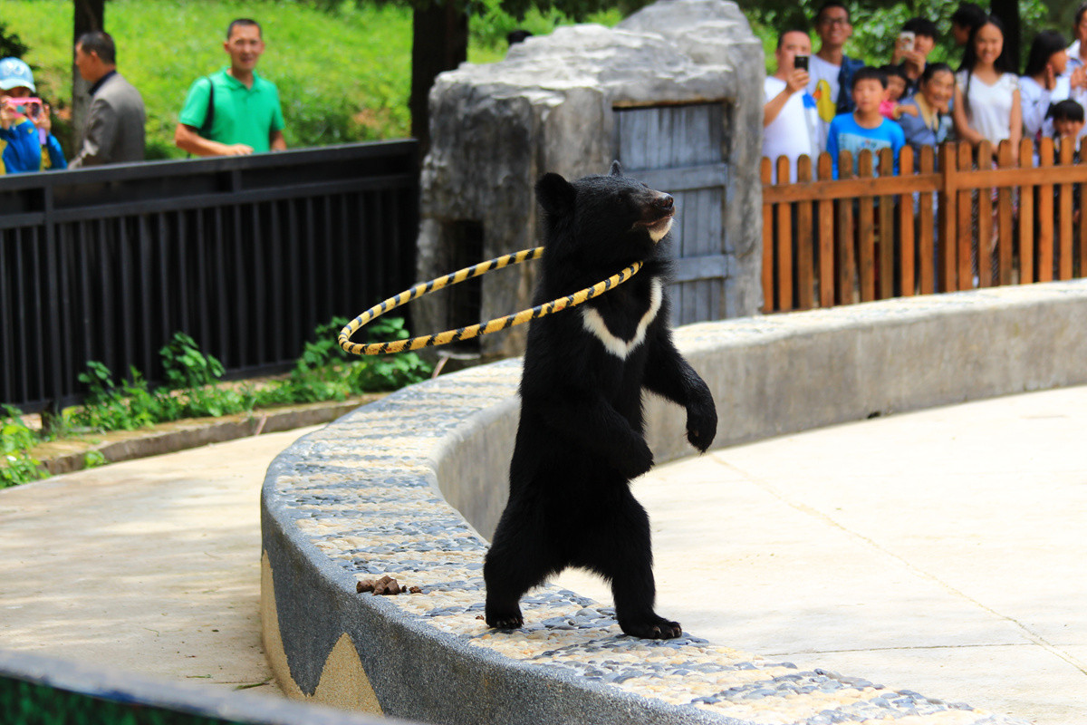云南野生动物园随拍表演呼啦圈的小黑熊