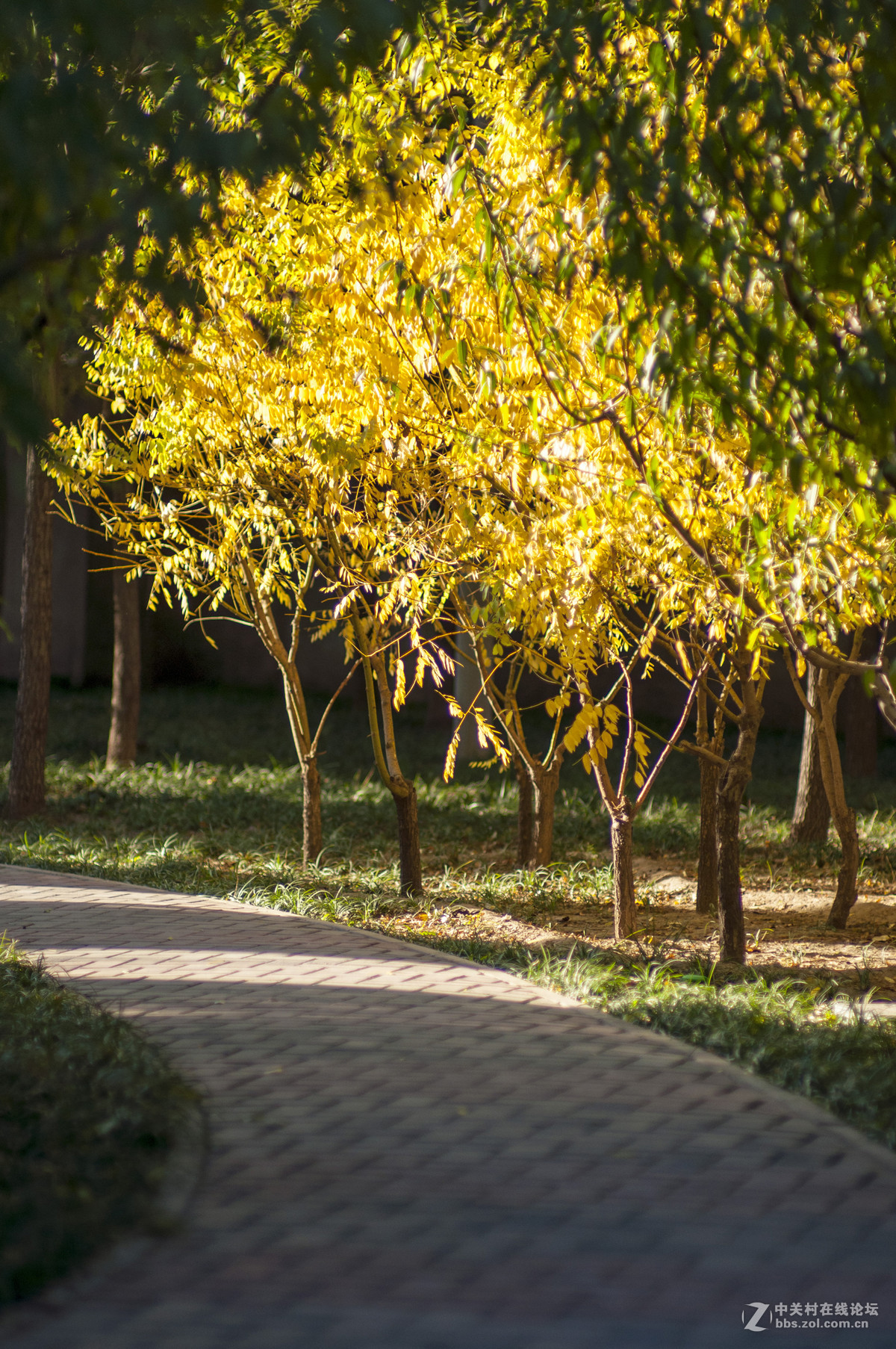 蔡司85mm F1.4定焦头试拍