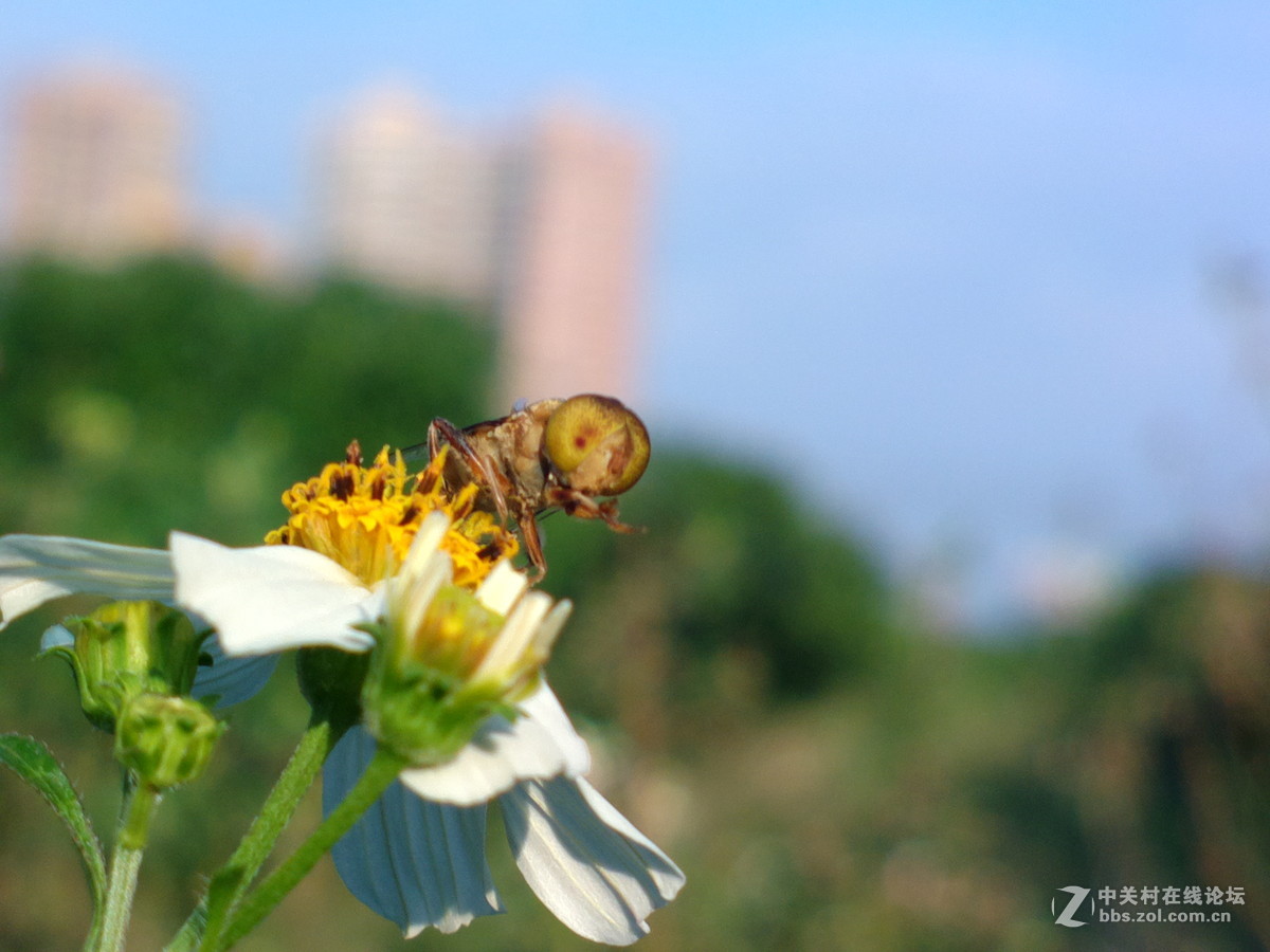 蜜蜂採蜜