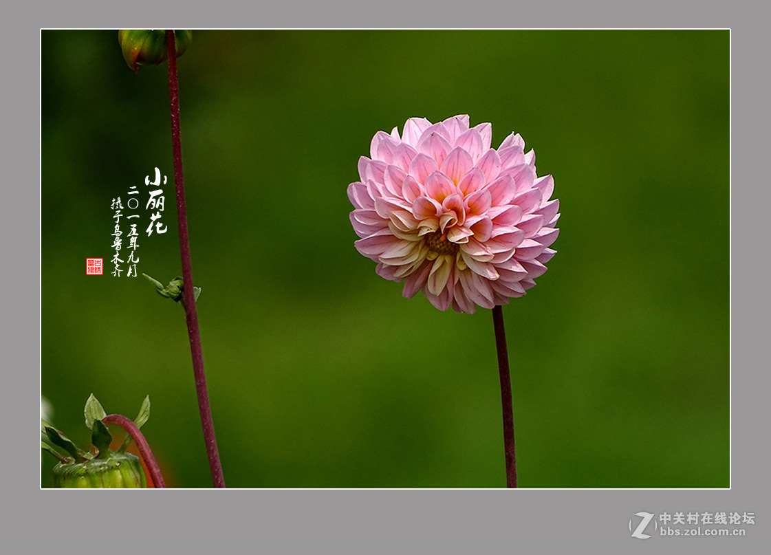 【  九月的“小丽花” 】