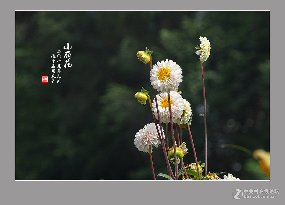 【  九月的“小丽花” 】