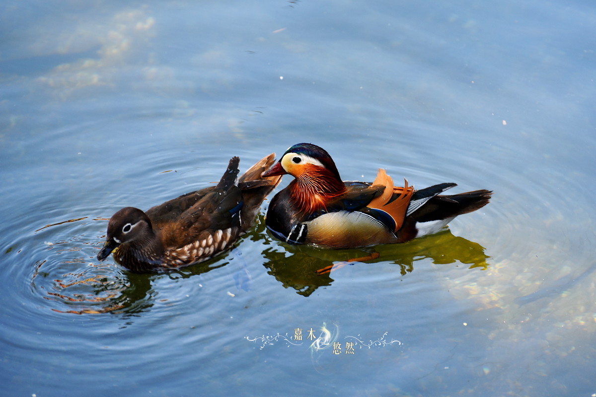 北海公园拍鸳鸯比目鸳鸯真可羡双去双来君不见