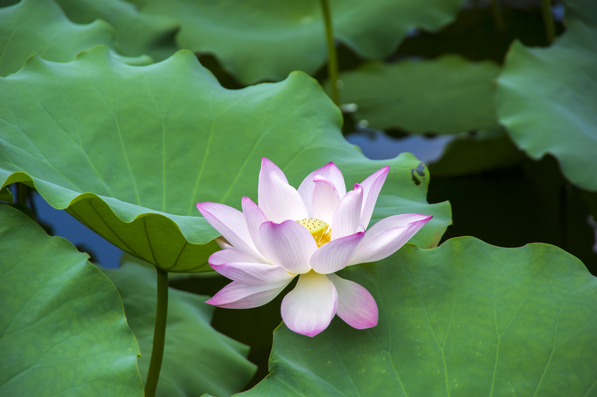 六月小荷才露尖尖角