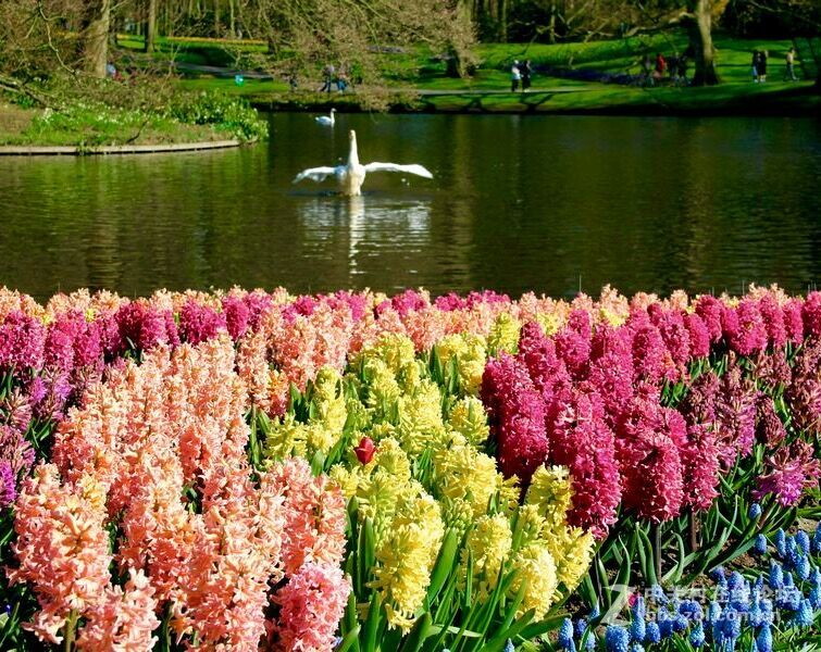 蓝珍珠、蓝星、卡耐基、加勒比梦想、中国红、代尔夫特蓝