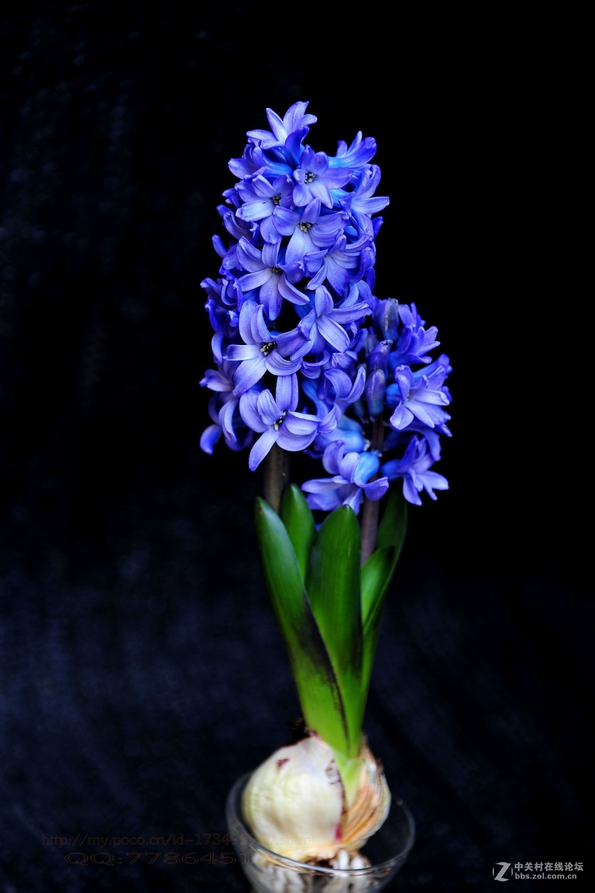 蓝珍珠、蓝星、卡耐基、加勒比梦想、中国红、代尔夫特蓝