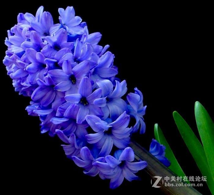 蓝珍珠、蓝星、卡耐基、加勒比梦想、中国红、代尔夫特蓝