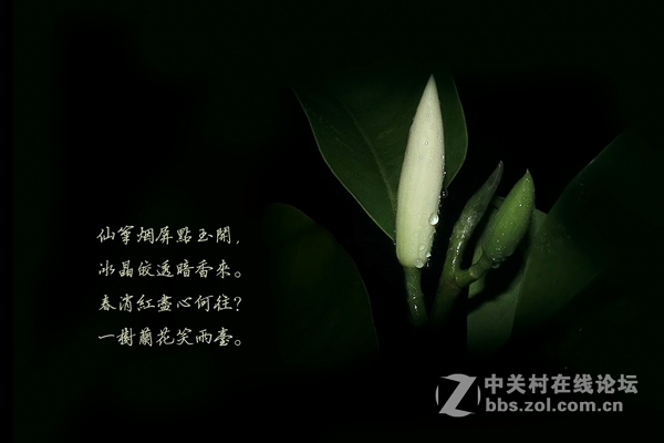 秋雨下的白兰
