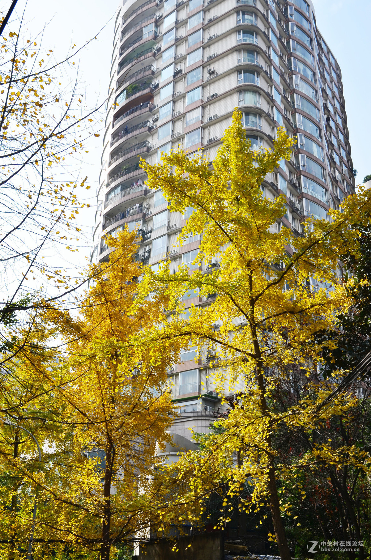 成都市树2016年的银杏
