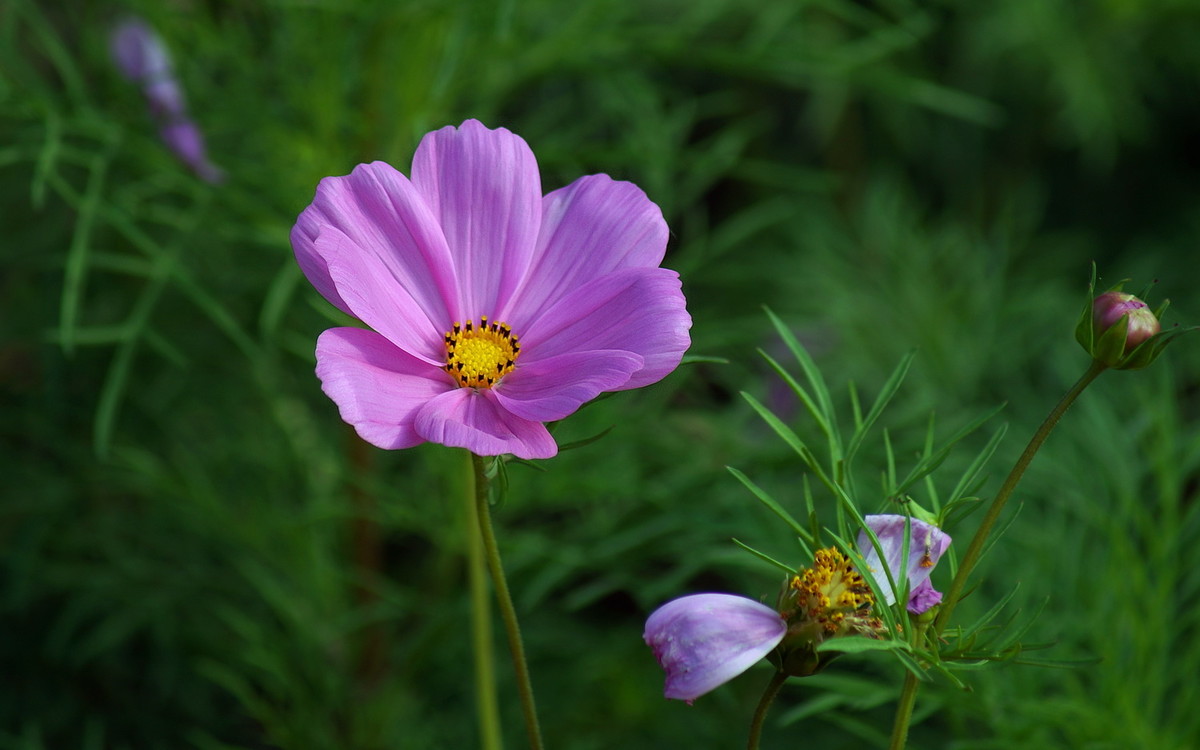 〖初夏格桑花儿开〗-中关村在线摄影论坛