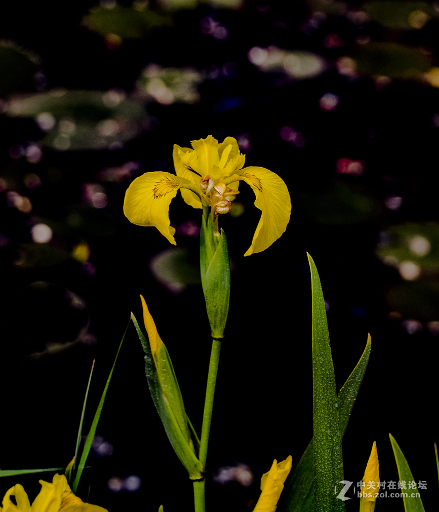 金黄色的黄鸢尾花