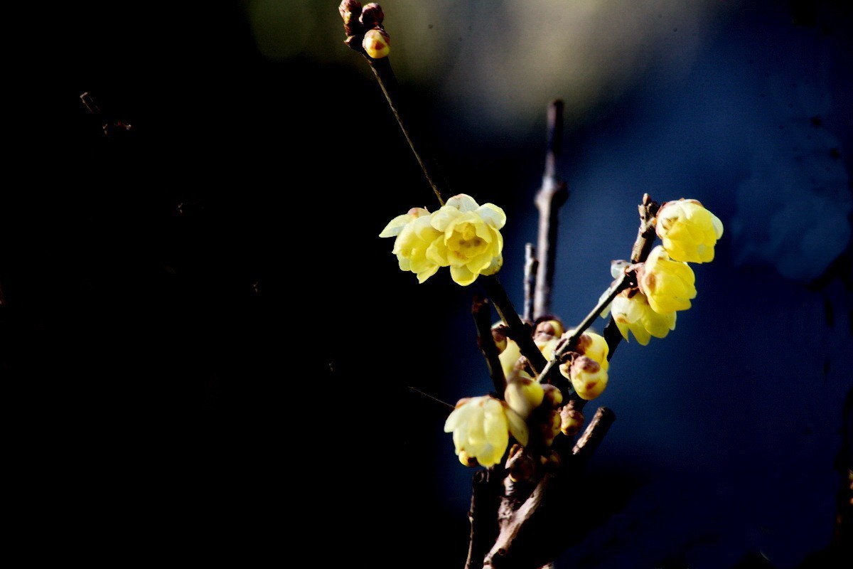 腊梅花开