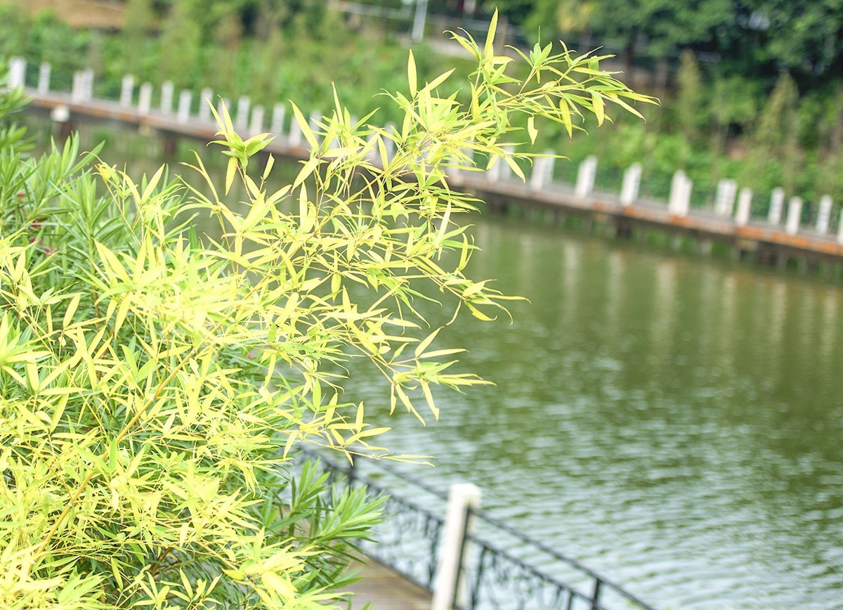 湖边的竹