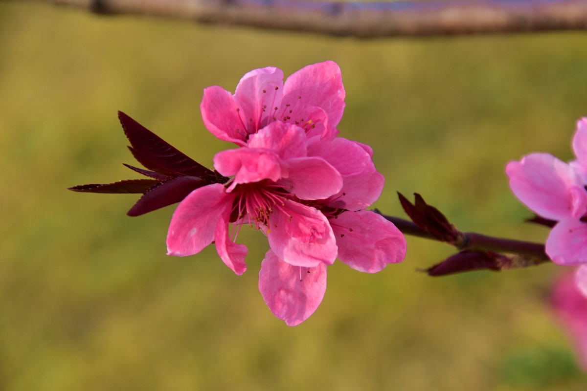 桃花红