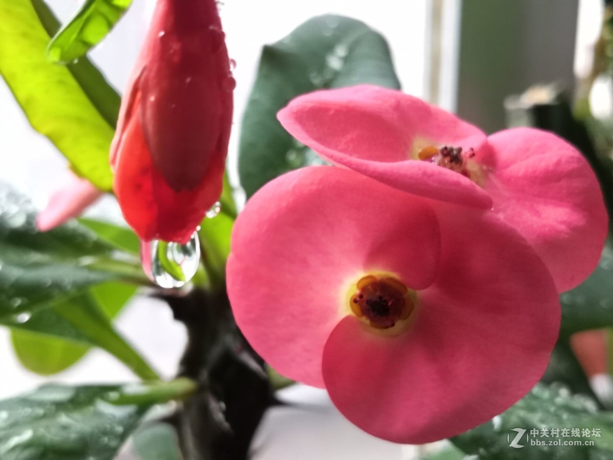 我家的盆花开花了