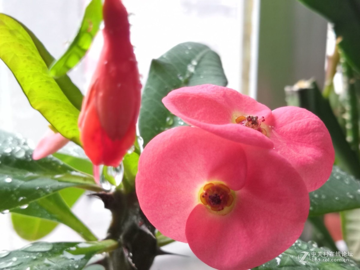 我家的盆花开花了
