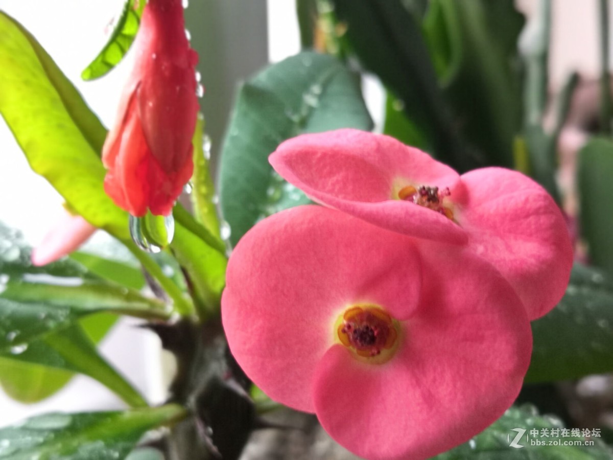 我家的盆花开花了