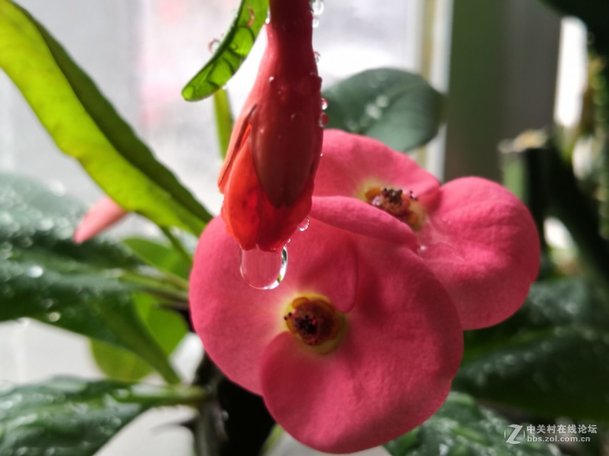 我家的盆花开花了