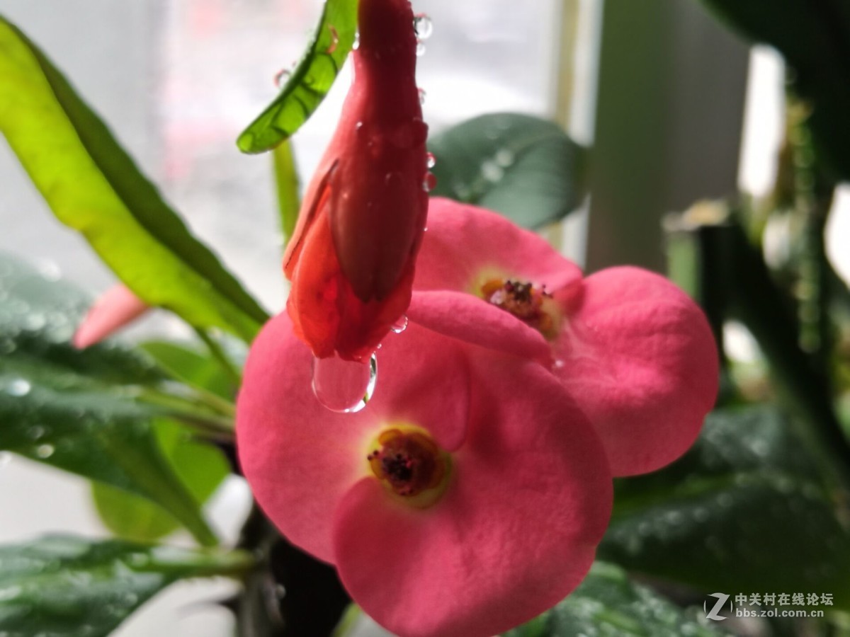 我家的盆花开花了